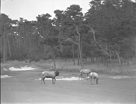 Elk 1935