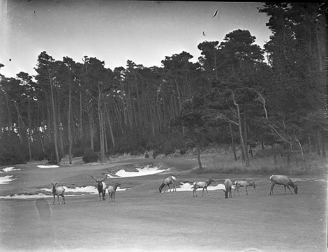 Elk on the fairway 1935