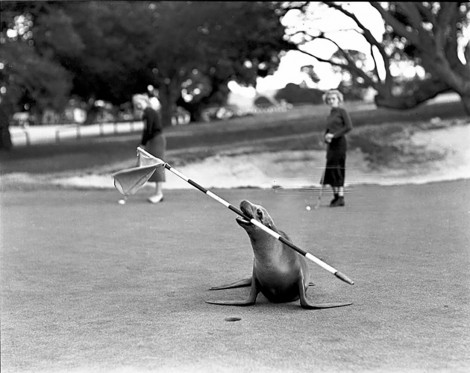 Cynthia, the trained seal, during a photo shoot escaped to freedom in the surf 1938.
Now used as logo for The Hay par 3 course redesigned by Tiger Woods