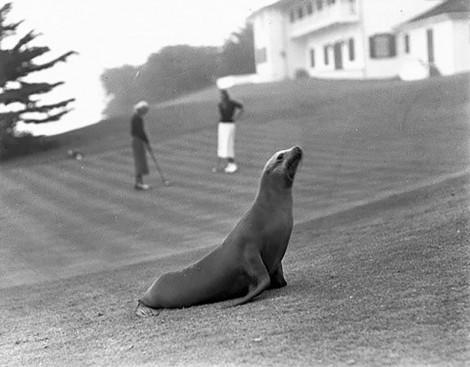 Cynthia, the trained Seal, escaped to the sea during the photo shoot 1938
